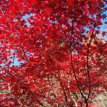 金剛輪寺の血染めの紅葉