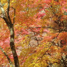 金剛輪寺の紅葉