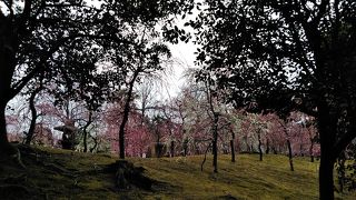 しだれ梅と椿祭り　城南宮