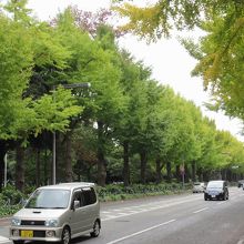 イチョウ並木が整然と並ぶ山下公園通り