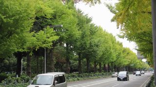 道路の両側が整然としたイチョウ並木