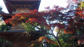 豪徳寺(3)に紅葉を見に行きました