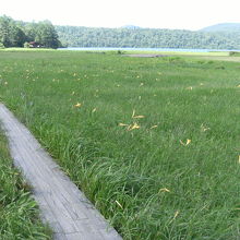 ニッコウキスゲの名所