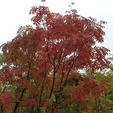ナナカマドの木の紅葉、赤が鮮やかで絵になります。