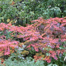 森の所々に山漆があり、紅葉のポイントになっています。