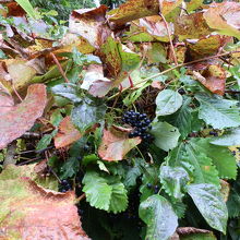 見つけたのが「山ぶどう」です。写真の中央です。