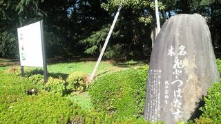 案内がないとただの街路樹という感じで見落としそうです