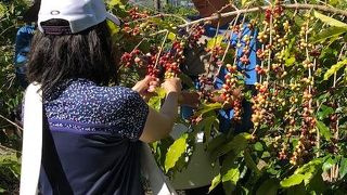 コナコーヒーフェスティバルでピックアップ体験