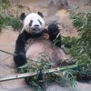 東京都恩賜上野動物園