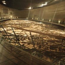 保存されている倒木