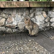 猫好きなら一度は行ってみても