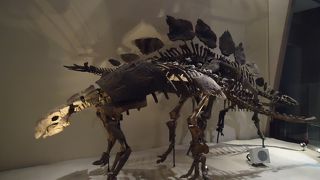 地球館がおすすめ