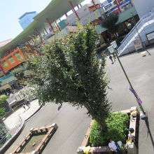 ビナウォークに