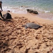 ウミガメに遭遇