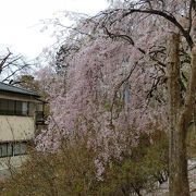 桜祭りの前日に訪れたのですが、残念ながらすでにほとんどの桜は散っていました。