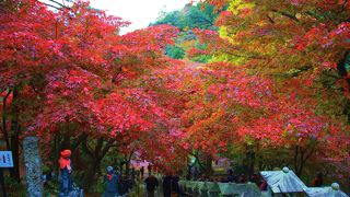 紅葉のライトアップがとても綺麗でした