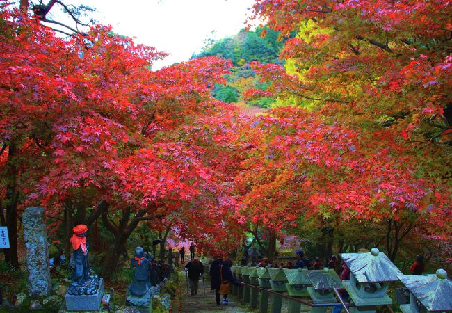 紅葉のライトアップがとても綺麗でした