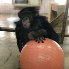 ミルキーくんの運動する姿にポロリ