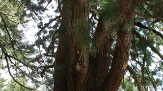 樹齢約600年の杉の大木