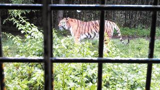 動物たちと間近で触れ合える