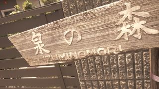 セミの鳴き声が聞きたくて♪