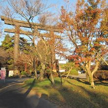 霧島神宮の大鳥居前の紅葉