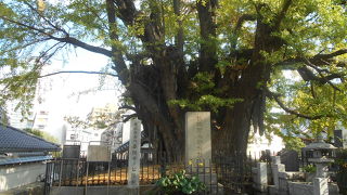 幹回り10.4ｍの都内一の銀杏は貫禄十分