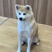 秋田犬ステーション