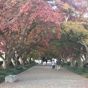 紅葉が綺麗でした