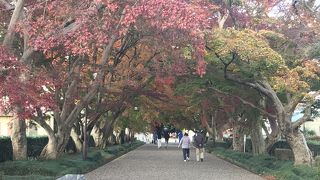 紅葉が綺麗でした