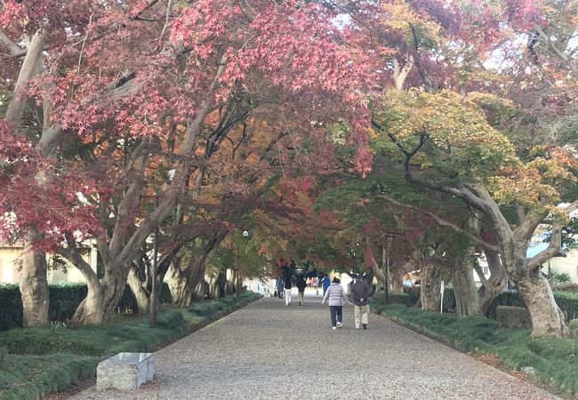 紅葉が綺麗でした