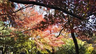 紅葉が綺麗でした