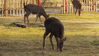 国の天然記念物