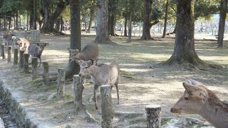 駄洒落を言いに行こう