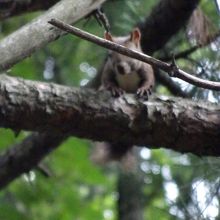 かわいいエゾリス