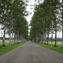遠くまで続く道と白樺