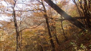 紅葉を見に三頭山(2)に登りました。真っ盛りで見事でした