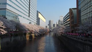 高層ビルと桜の調和が見事です