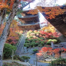 常楽寺の三重塔と紅葉