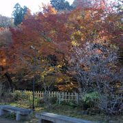 百済寺（湖東）に紅葉を見に行きました