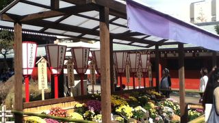 綺麗な菊が沢山展示されている