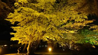 紅葉の季節はライトアップがあります
