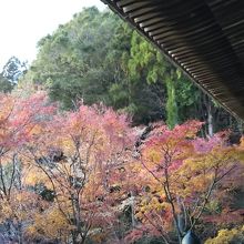 大講堂の紅葉