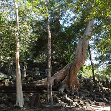 巨大なガジュマル