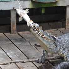ワニにえさをあたえているところ