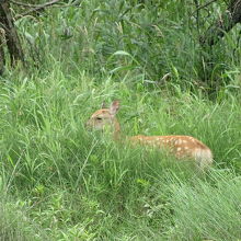 川沿いにいたエゾシカ