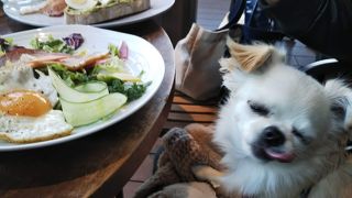 おしゃれでペットもOK