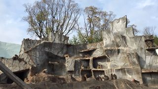 サルの楽園では放し飼いも