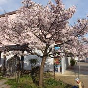 4月中旬には満開に