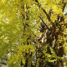 老松神社の大銀杏の木